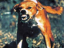 Image result for rabid dog